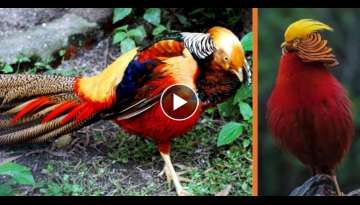 Meet The Golden Pheasant-Commonly Known As The Most Beautiful Bird On The Planet Meet The Golden Pheasant-Commonly Known As The Most Beautiful Bird On The Planet